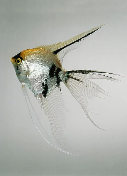 Gold marbled veiltail (Pterophyllum scalare), silver, gold and black angelfish with long fins, side view