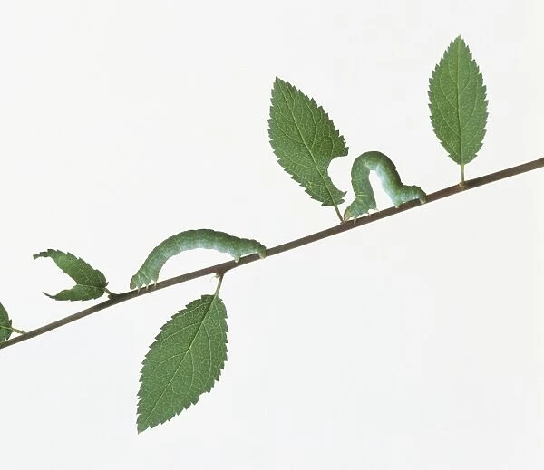 Green caterpillars moving along stem of plant with partially eaten green leaves, side view