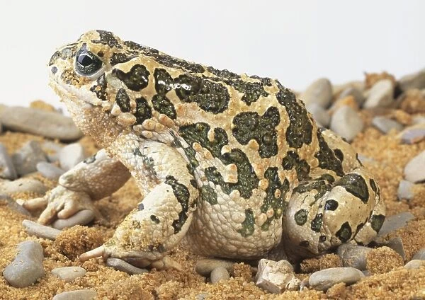Green Toad brightly coloured patterns on skin, warts all over skin, paratpoid gland producing poison behind eye, toes on feet used for wiping food clean