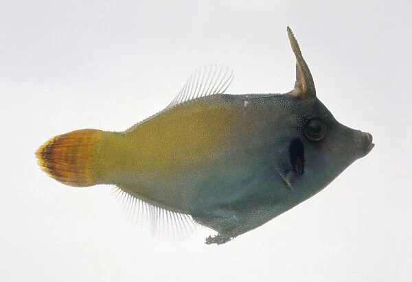 Grey-blue and yellow triggerfish, side view