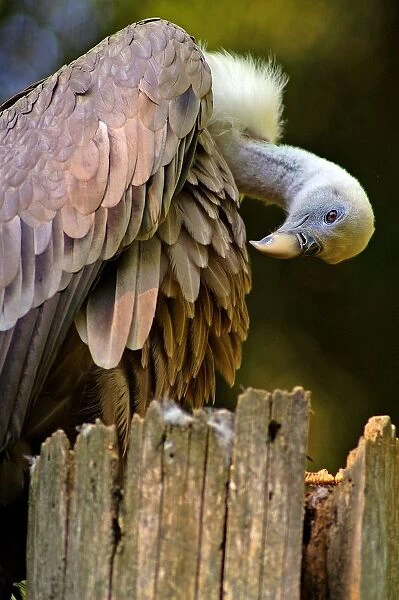 Griffon Vulture. Gyps Fulvus