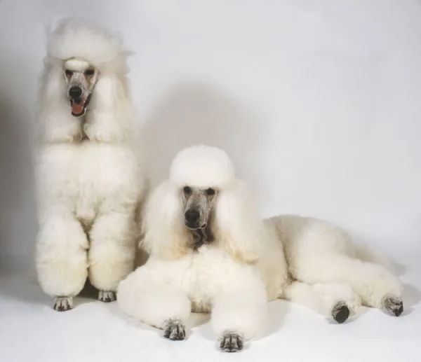 Two groomed, white Standard Poodles (Canis familiaris), front view