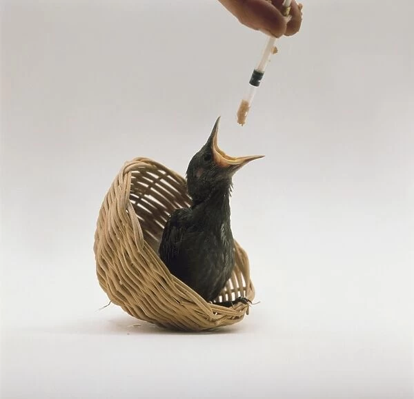 Hand-rearing young Starling (Sturnus vulgarise) sitting in small wicker basket, using pipette