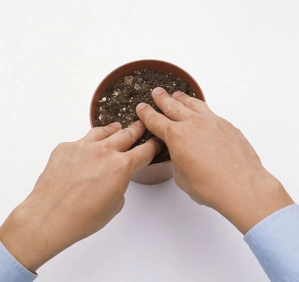 Hands covering daffodil bulbs in pot with potting compost, close-ups