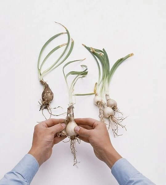 Hands removing outer skin from Nerine bulb, close-up