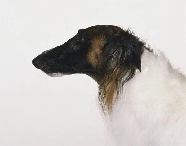 Head of Borzoi dog (Canis familiaris), side view