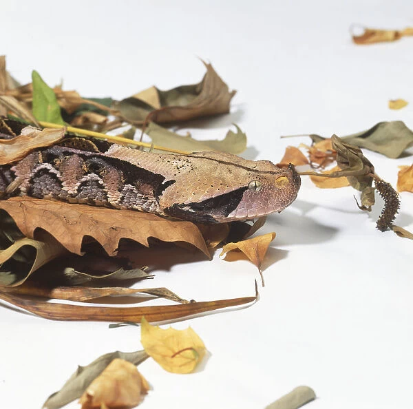 Head of a Gaboon Viper (Bitis gabonicus) amongst leaves, side view