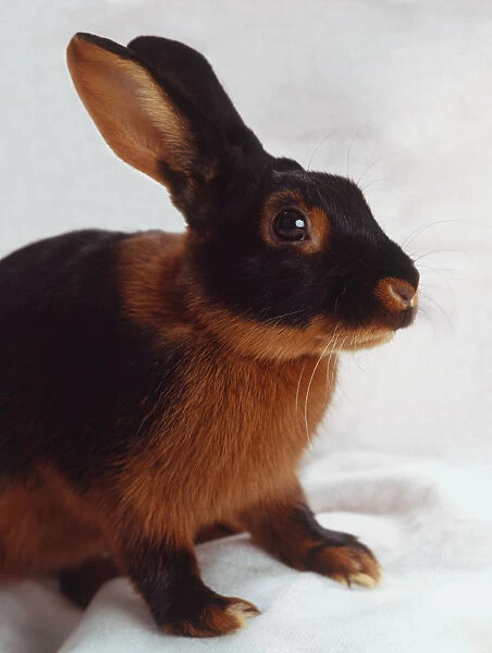Head and shoulders of a black and red-brown coloured Rabbit (Leporidae), profile view