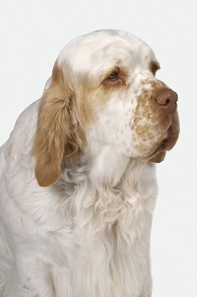 Head and shoulders of white and lemon Clumber Spaniel dog