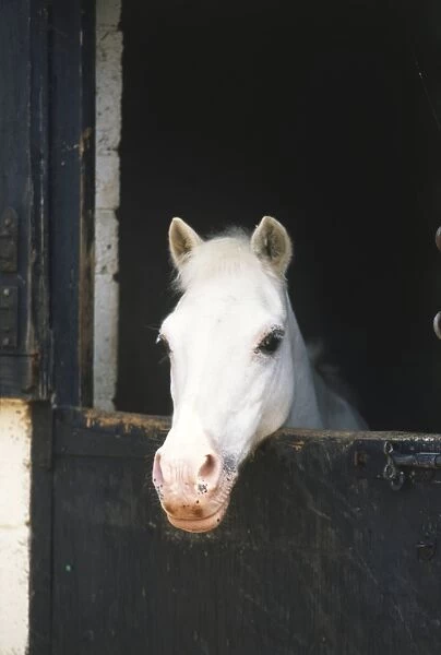 Head of White Horse (Equus caballus) hanging over stable door, front view
