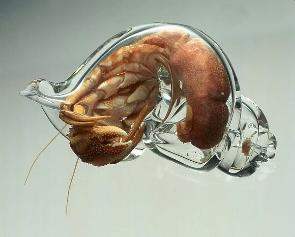 A Hermit Crab (Pagurus bernhardus) in a clear glass shell