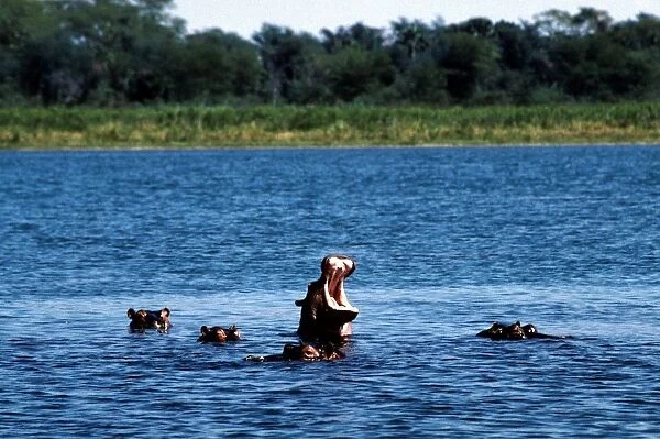 Hippopotamuses. Malawi. Africa