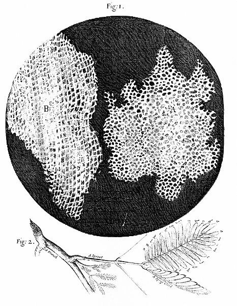 Hookes observations of cellular structure of cork (fig 1) and sprig of Sensible