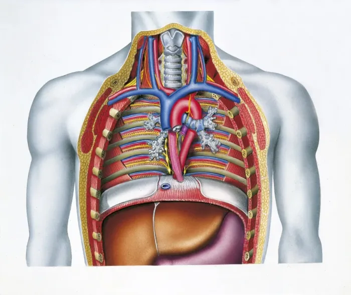 anatomy-of-human-chest