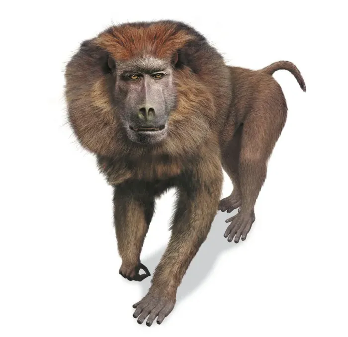 Framed Print : Theropithecus oswaldi Front View Print Framed Print : Theropithecus oswaldi Front View Print