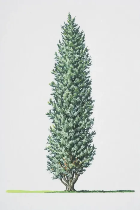 Framed Print : Juniperus communis Print Framed Print : Juniperus communis Print