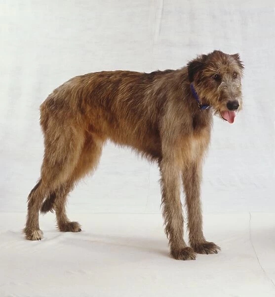 Irish wolfhound, long brown scruffy fur standing, panting with toingue out, wearing blue collar, side view