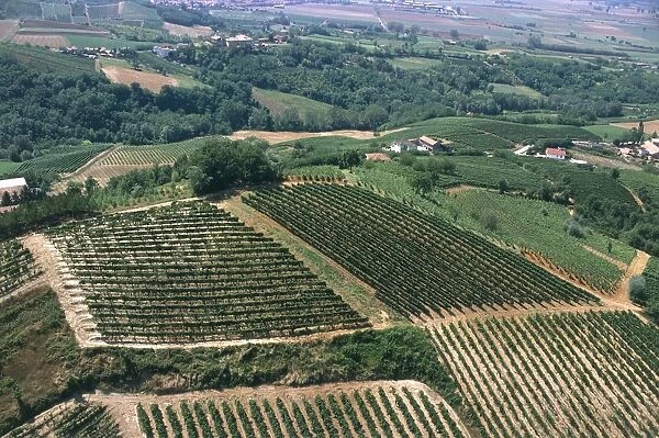 Italy, Lombardy Region, Province of Pavia, Aerial view of vineyards near Voghera