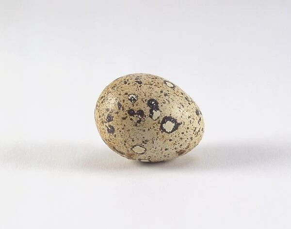 Japanese quail (Coturnix japonica) egg