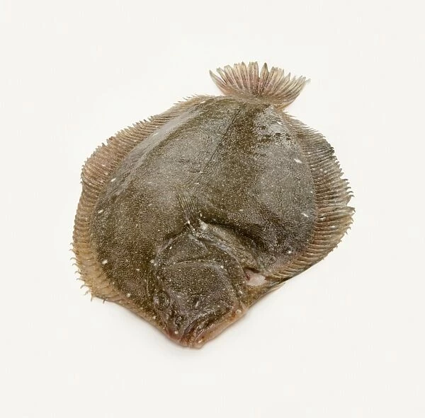John Dory fish, side view