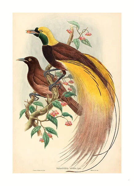 John Gould And W. Hart (british, 1804 - 1881 ), Bird Of Paradise (paradisea Apoda), Published 1875 1888, Hand Colored Lithograph