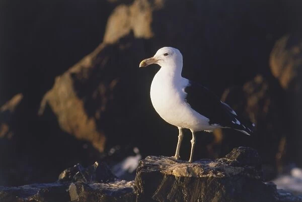 Kelp Gull perched on rock