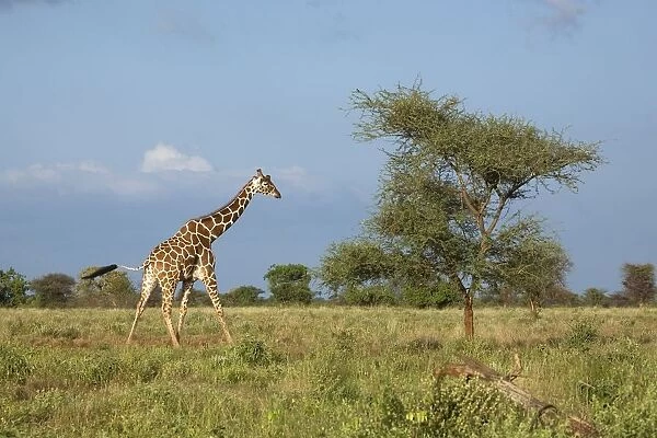 Kenya, Meru National Park, Reticulated giraffe (Giraffa camelopardalis reticulata) in grassland