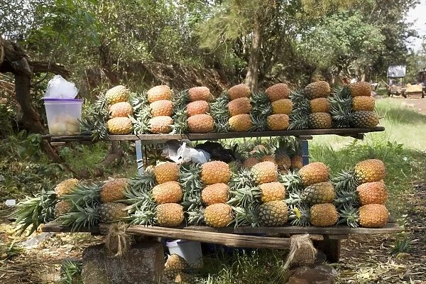 Kenya, near Thika, pineapples for sale on roadside