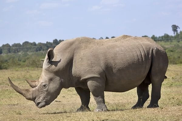 Kenya, Nyeri, Solio Game Reserve, White rhinoceros (Ceratotherium simum), side view