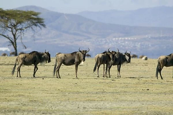 Kenya, Rift Valley, herd of wildebeest on Crescent Island in Lake Naivasha