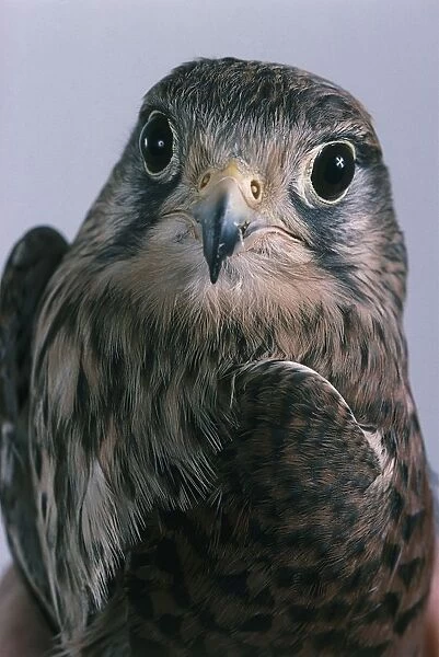 Kestrel (Falco tinnunculus) looking at camera, close-up