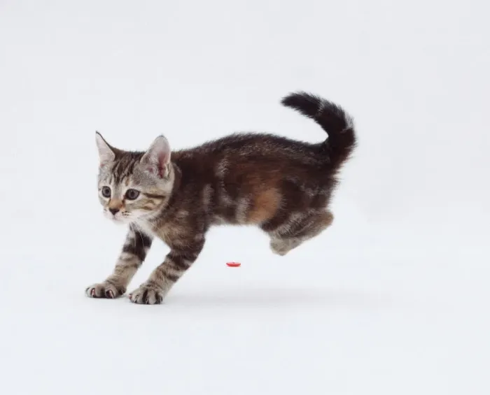 Framed Print : Kitten Print about to pounce Framed Print : Kitten Print about to pounce