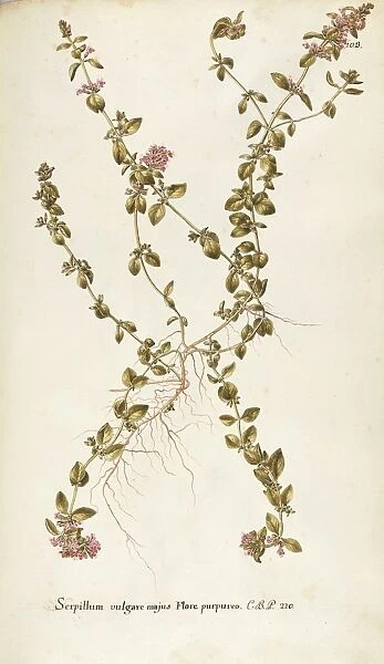 Labiatae or Lamiaceae, Breckland or Wild Thyme (Thymus serpyllum), Tiny suffruticose plant for borders and rocky gardens, used as aromatic plant, spontaneous in Italy, by Francesco Peyrolery, watercolor, 1753