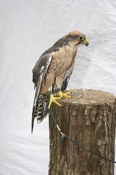 Lanner falcon (falco biarmicus) perching on tree stump