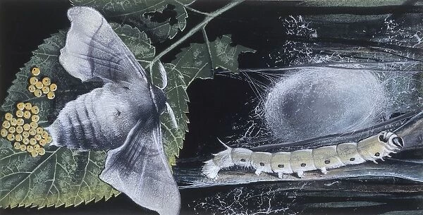 Larva and caterpillar of silkworm (bombyx mori), illustration