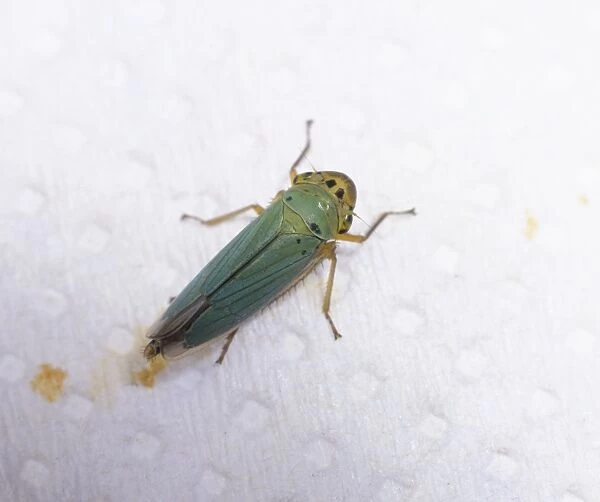 Leafhopper (Cicadella viridis), view from above