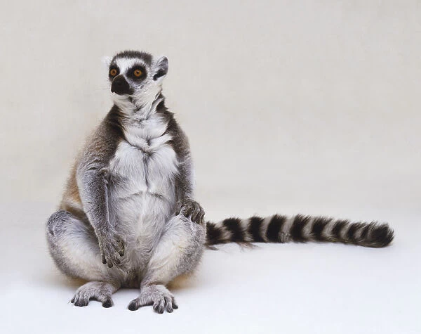 Lemur (Lemur catta), sitting upright showing white belly, one hand resting on knee, long, bushy ringed tail stretched out to side, tree branch on floor and walls in background