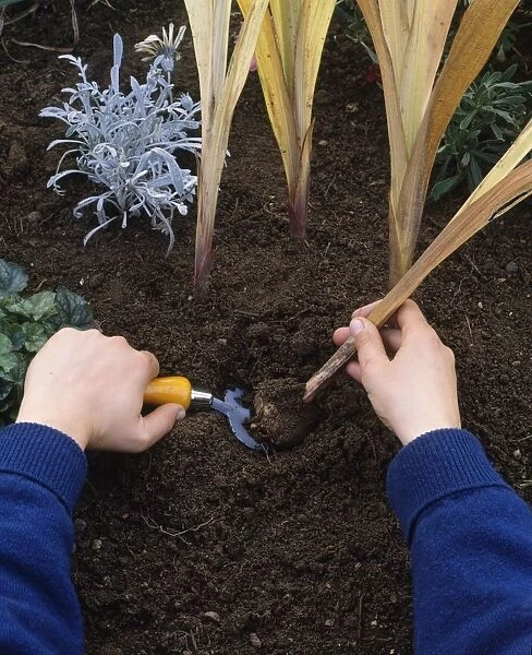 Lifting Daffodil corm from soil, using a hand fork, close-up