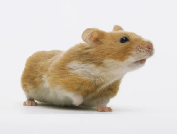 White and deals tan hamster