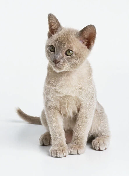 A lilac Burmese kitten (Felis catus) sitting, looking to side, front view