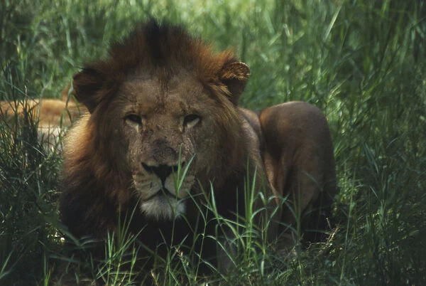 Lion (Panthera leo) crouching in tall grass