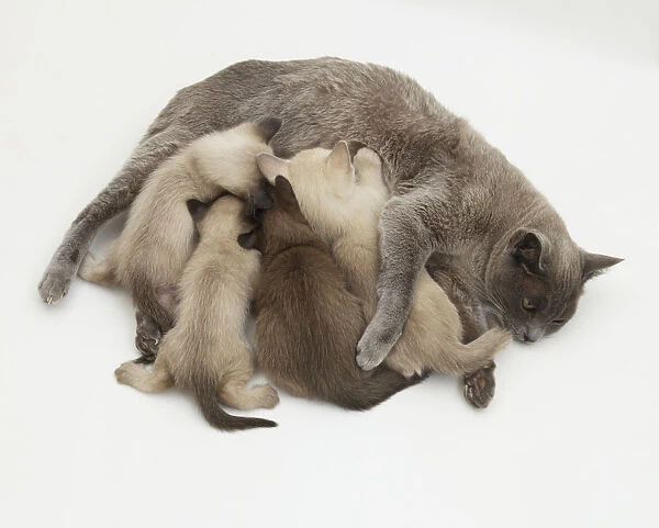Litter of Kittens Suckling on their Mother