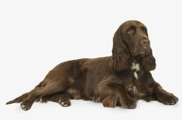 Liver and white Field Spaniel lying down