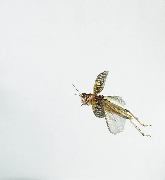 Locust in flight