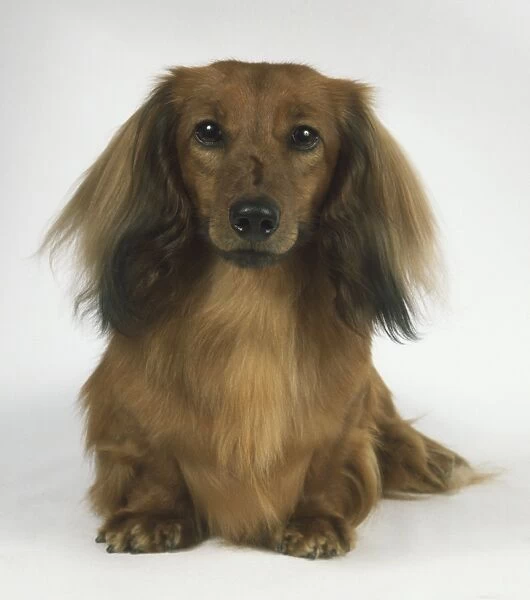 Long-Haired Dachshund (Canis familiaris), front view