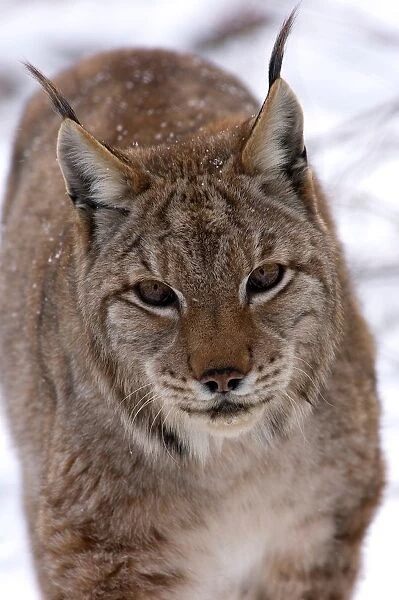 Lynx Lynx. Civitella Alfedena. National Park D abruzzo. Abruzzo. Italy