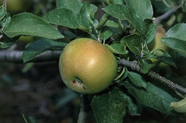 Malus Spigold (Spigold apple), apple on tree branch with leaves, close-up