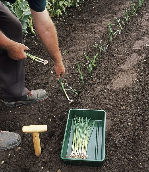 Man planting leek seedlings (Allium porrum Toledo ) in drill, large dibber and tray of seedlings nearby, close-up