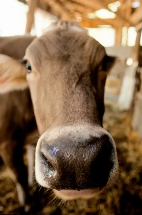 Framed Print : Cow Muzzle Print Framed Print : Cow Muzzle Print