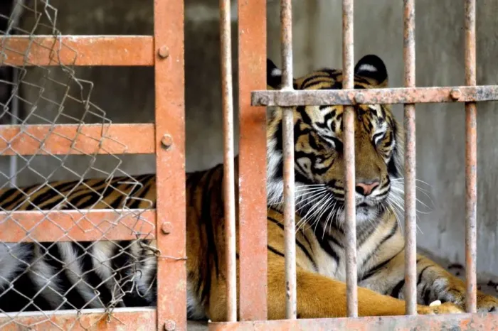 Framed Print : Tiger Print from Universal Images Group Framed Print : Tiger Print from Universal Images Group